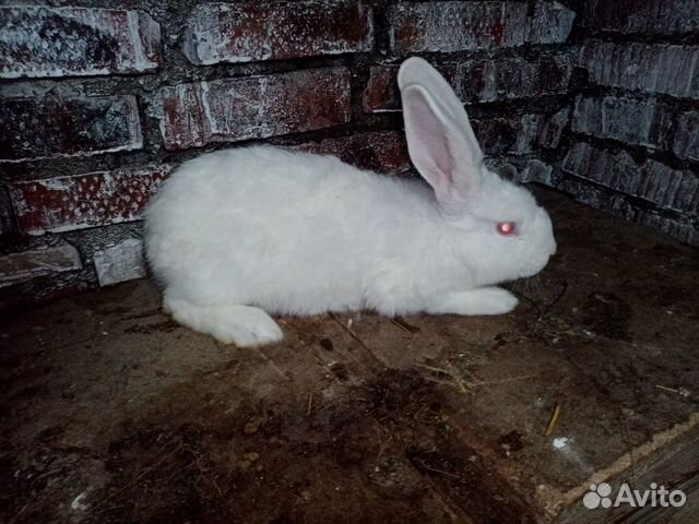 Кролики самцы купить на Зозу.ру - фотография № 3
