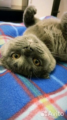 Вязка кот Шотландец (скоттиш-фолд)
