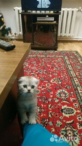 Шотландский вислоухий котенок купить на Зозу.ру - фотография № 2