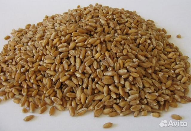 Зерно пшеницы купить на Зозу.ру - фотография № 1