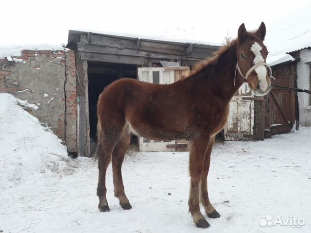 Продажа лошадей на авито в омской области. Купить лошадь Задонске цена Орловский р в Задонске.