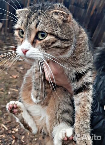 Симпатичный кот купить на Зозу.ру - фотография № 2