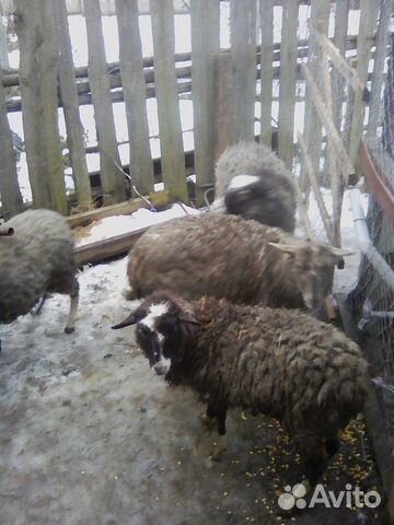 Баран и три овцы купить на Зозу.ру - фотография № 3
