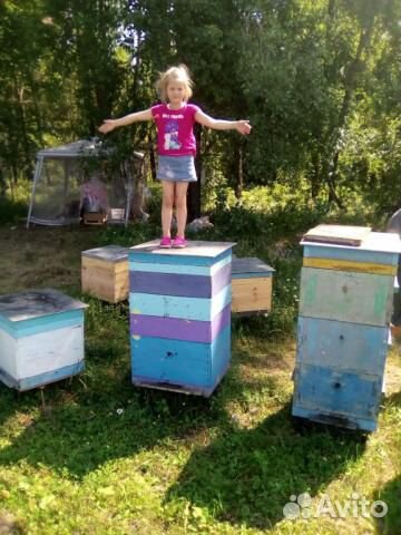 Пчелосемьи дальневосточных пчёл на высадку 2020 г купить на Зозу.ру - фотография № 8