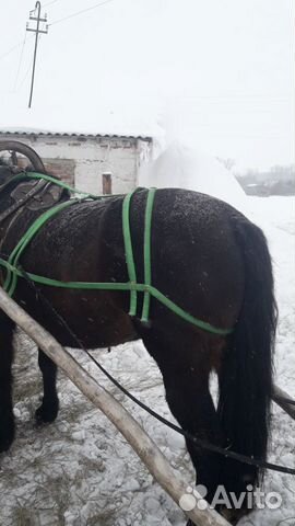 Продажа лошади купить на Зозу.ру - фотография № 1