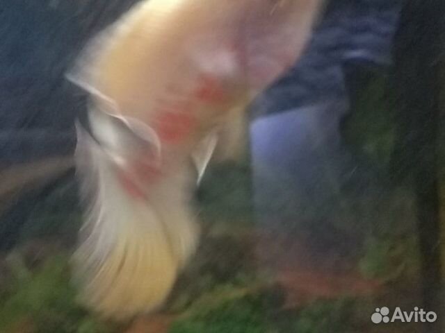 Рыбка аквариумная, астронотусы альбиносы" крупная купить на Зозу.ру - фотография № 2