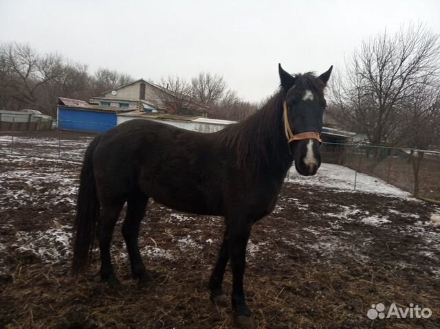 Лошадь, 3.5 года купить на Зозу.ру - фотография № 2