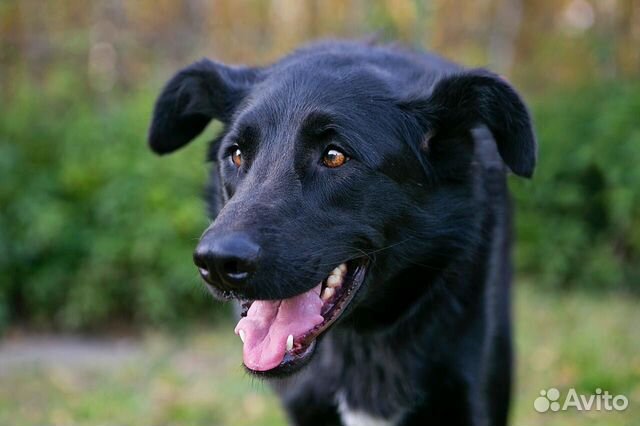 Одинокий приютский пес Арчи хочет найти хозяев купить на Зозу.ру - фотография № 6