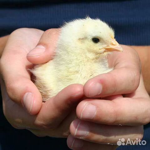 Пробиотики для птицы купить на Зозу.ру - фотография № 1