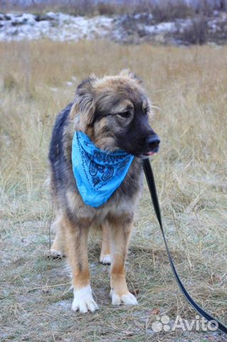 Красивая собака Шерри ищет дом и хозяина купить на Зозу.ру - фотография № 9