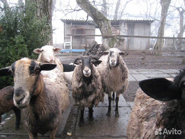 Овцы с ягнятами романовской породы купить на Зозу.ру - фотография № 4