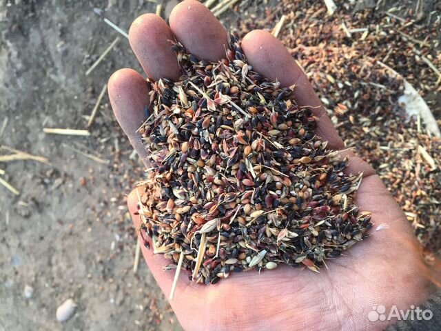 Семена суданки купить на Зозу.ру - фотография № 3