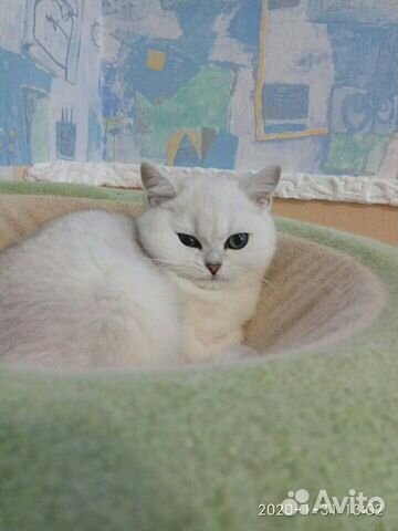 Британский котенок (серебристая шиншилла) купить на Зозу.ру - фотография № 3