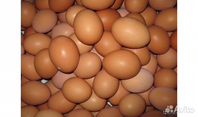 Инкубационное яйцо хайсекс браун купить на Зозу.ру - фотография № 1