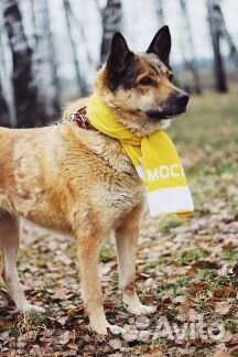 Добрая и умная собака Чили в добрые руки купить на Зозу.ру - фотография № 6