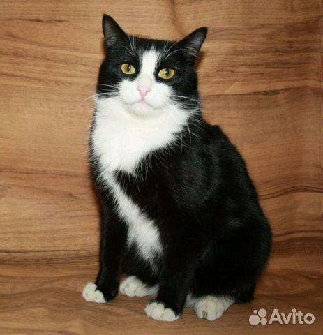 Котик в добрые руки