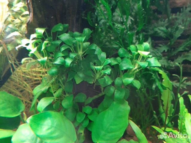 Продам аквариумные растения купить на Зозу.ру - фотография № 9
