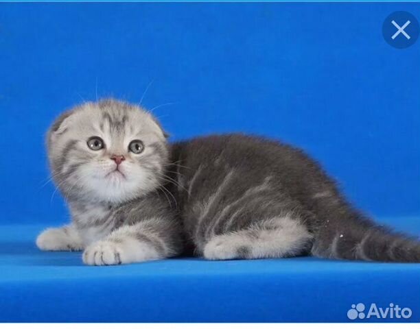 Шотландская Вислоухая Кошка Фото Купить