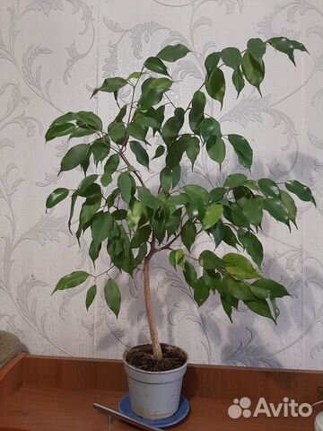 Фикус бенджамина