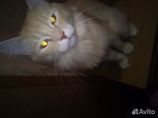 Сибирский кот для вязки