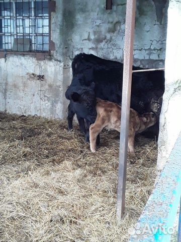 Корова с теленком абердин-ангусской породы купить на Зозу.ру - фотография № 2