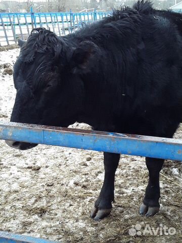 Корова с теленком абердин-ангусской породы купить на Зозу.ру - фотография № 3