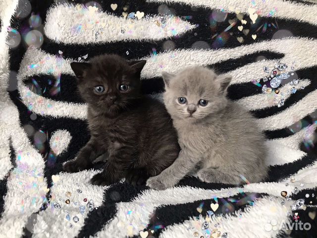 Шотландские котята Шотландские котята