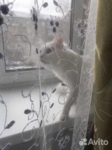 Кот Кот