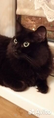 Кошка Маргоша Кошка Маргоша