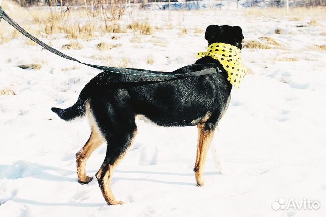 Необычного окраса собака Гера в дар купить на Зозу.ру - фотография № 4