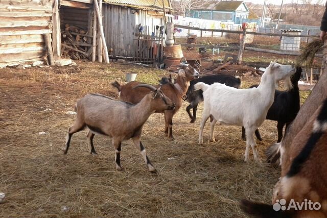 Продаю высокоудойных коз купить на Зозу.ру - фотография № 2