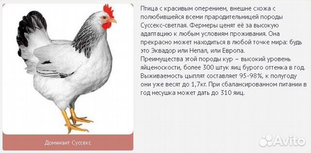 Яйцо инкубационное "Чешский доминант" купить на Зозу.ру - фотография № 3