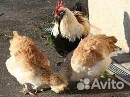 Яйцо кур Фавероль, Брама,цыплята купить на Зозу.ру - фотография № 3