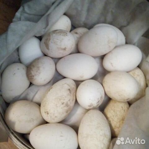 Яйца гусиные инкубационные купить на Зозу.ру - фотография № 2