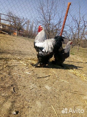 Брама темная, яйцо, цыплята купить на Зозу.ру - фотография № 1