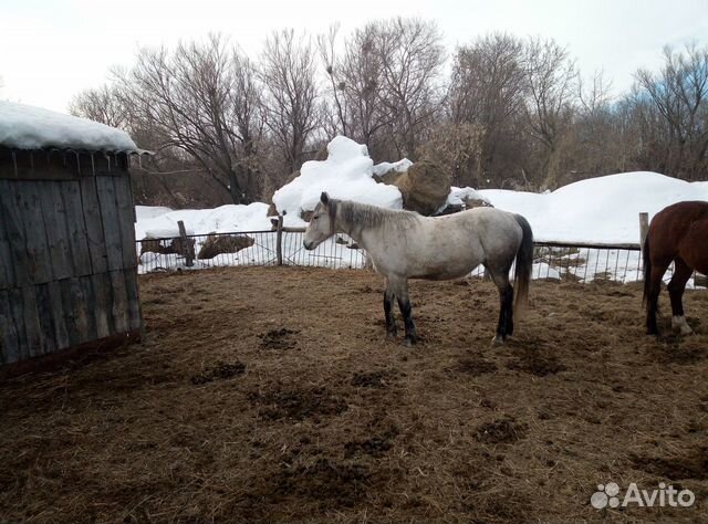 Лошади рабочие купить на Зозу.ру - фотография № 6