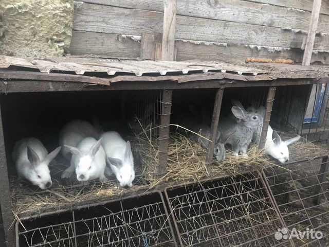 Кролики (крольчата) купить на Зозу.ру - фотография № 2