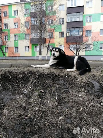Собака в добрые ручки купить на Зозу.ру - фотография № 2