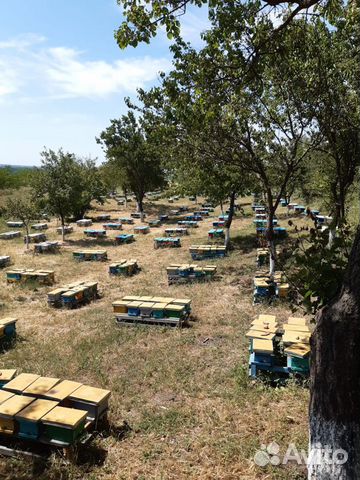 Пчеломатки купить на Зозу.ру - фотография № 3