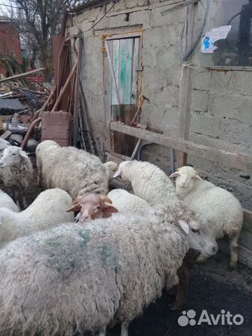 Овцы ягнята купить на Зозу.ру - фотография № 4