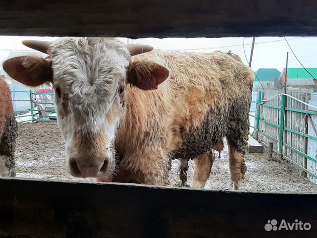 Продаются быки: герефорды, сименталыи корова с тел купить на Зозу.ру - фотография № 3