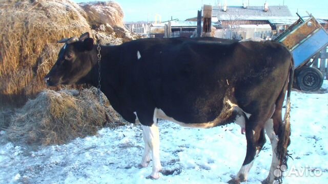 Корова голштинка купить на Зозу.ру - фотография № 2