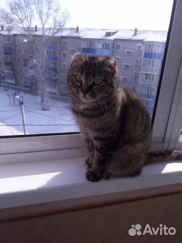 Кошечка ищет дом купить на Зозу.ру - фотография № 4