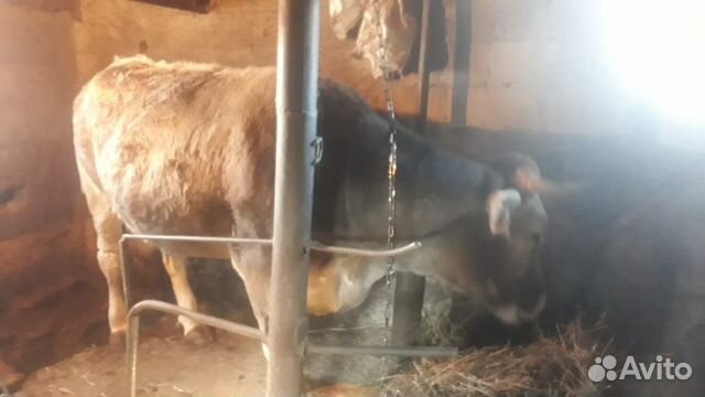 Продаётся корова на мясо. Вес до 300кг купить на Зозу.ру - фотография № 2