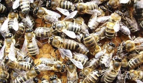 Пчелопакеты 2020 года купить на Зозу.ру - фотография № 1