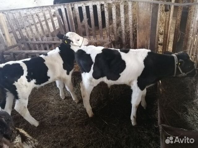 Коровы, телята купить на Зозу.ру - фотография № 2