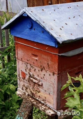 Улей с пчёлами, пчёлы, улей купить на Зозу.ру - фотография № 1