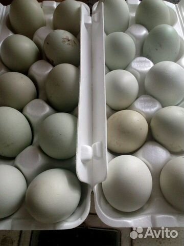 Инкубационное яйцо амераукан купить на Зозу.ру - фотография № 1