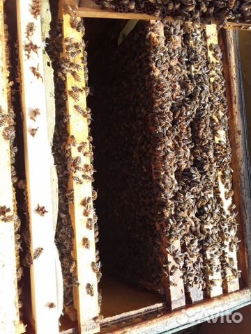 Пчелопакеты, пчеломатки купить на Зозу.ру - фотография № 6