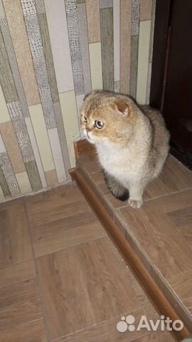 Вязка Шотландская золотая шиншила
